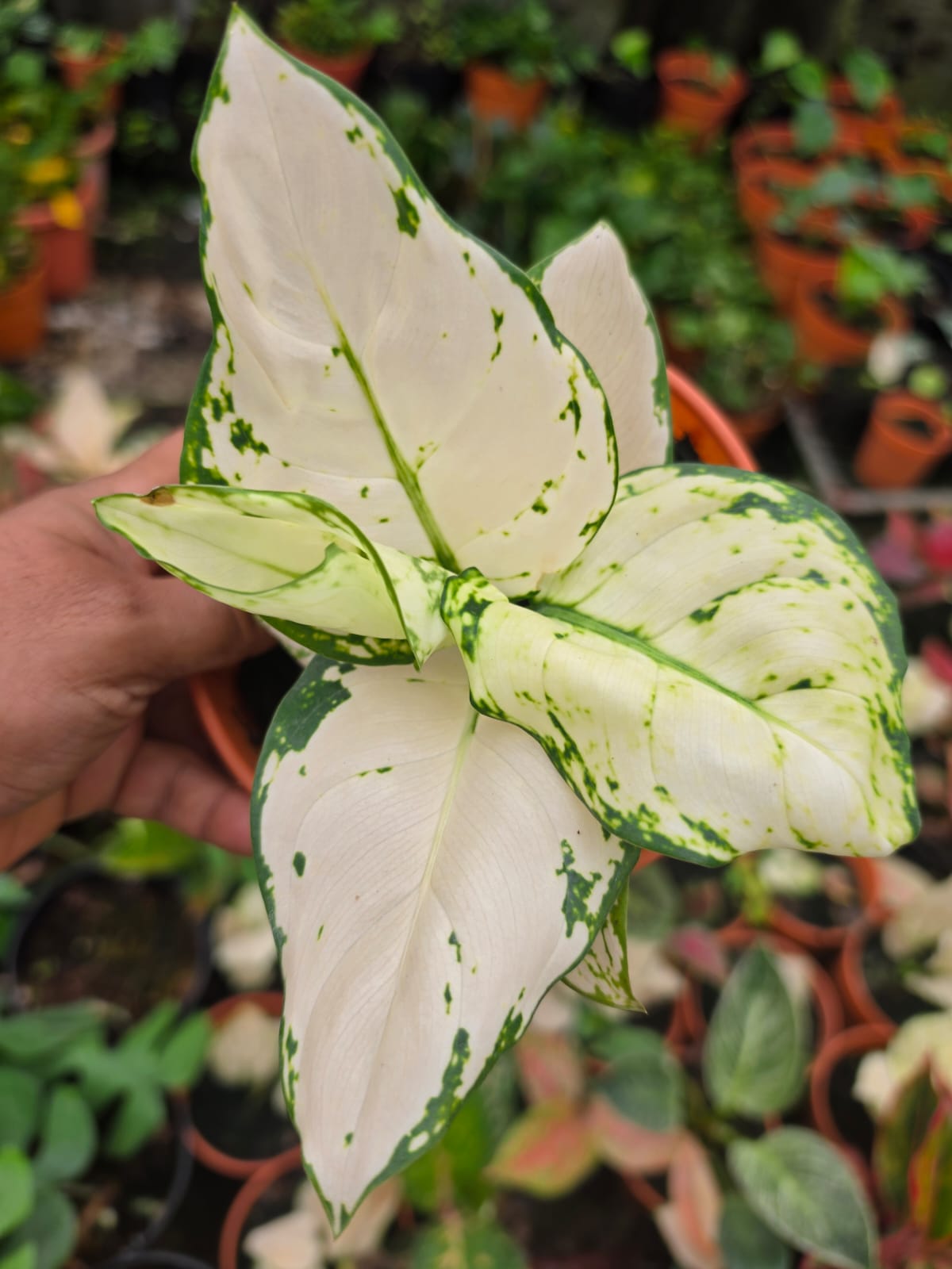 Aglaonema 6 Chinese Evergreen