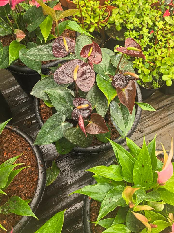 Anthurium Big and Bushy 5