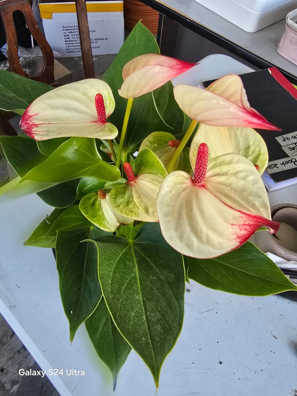 Bushy Anthurium 5