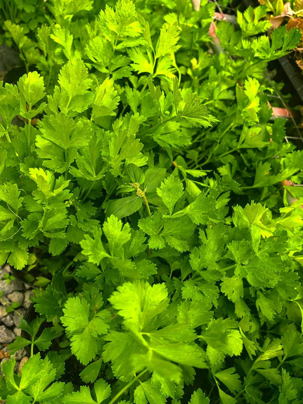 Potted Cotomili