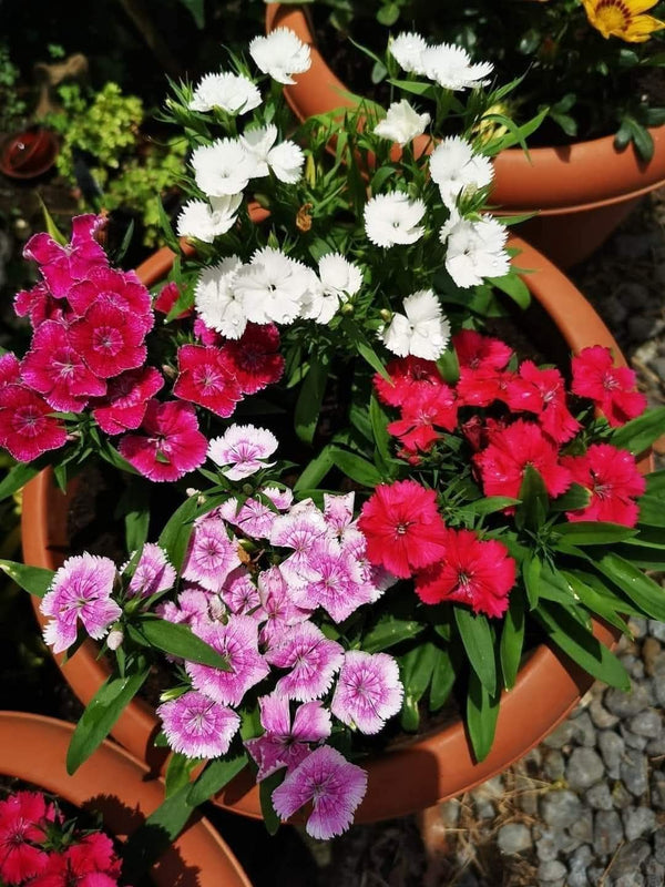 Dianthus 87_800x800.jpg
