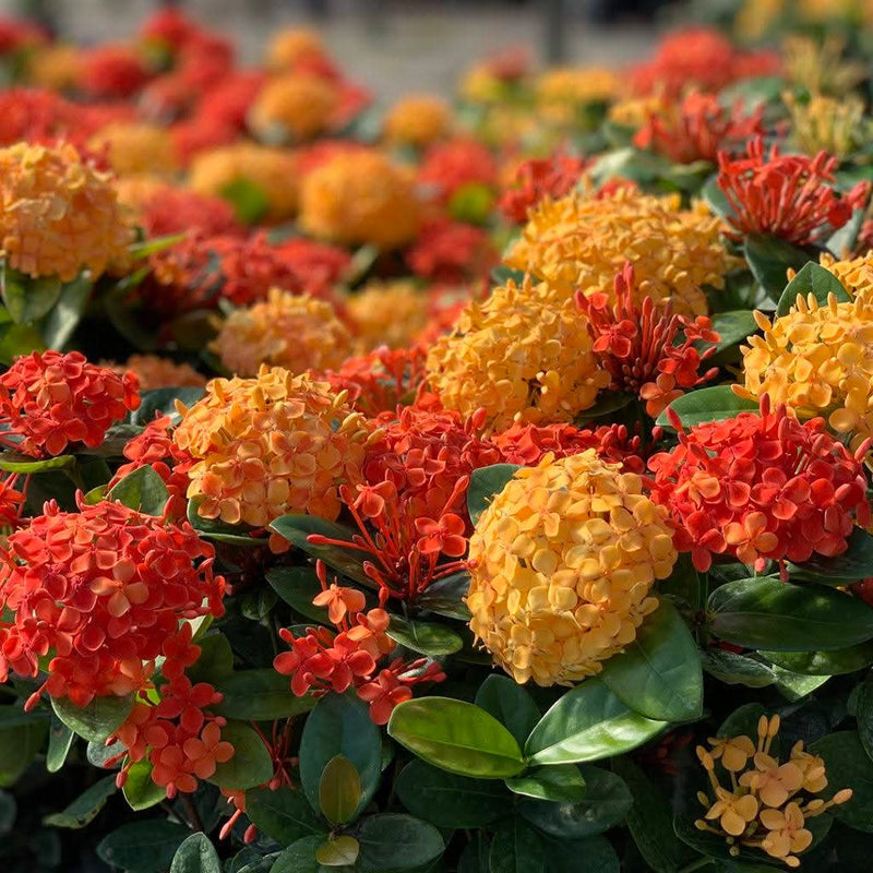 Dwarf Ixora Orange