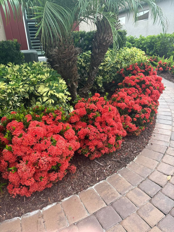 Dwarf Ixora Red
