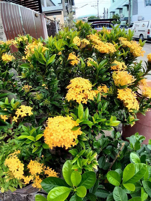 Dwarf Ixora Bushy Yellow