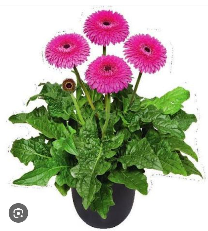 Gerbera Glorious Purple