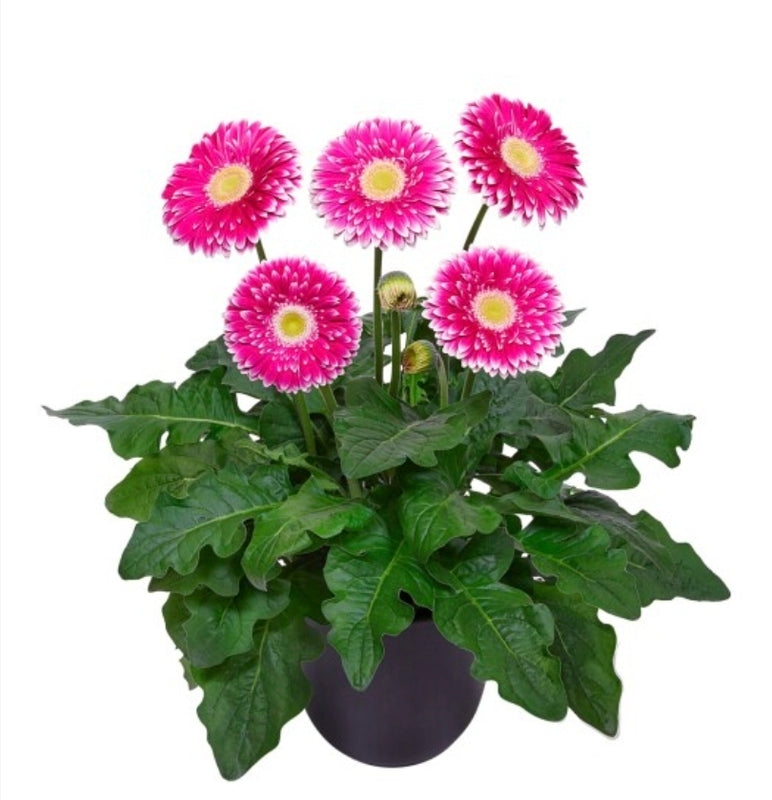 Gerbera Hotspring