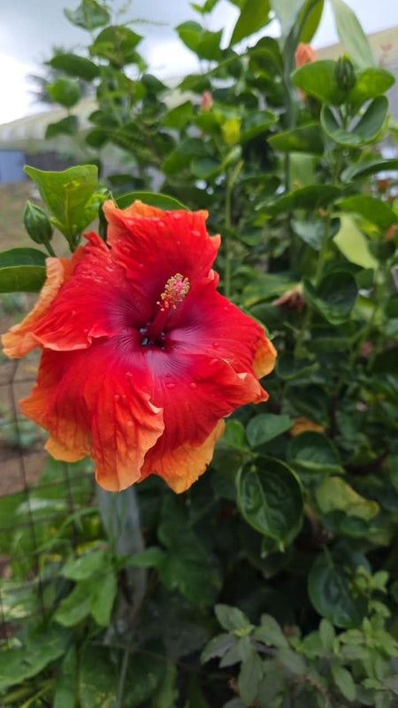 Hibiscus Hawaiian Local 15