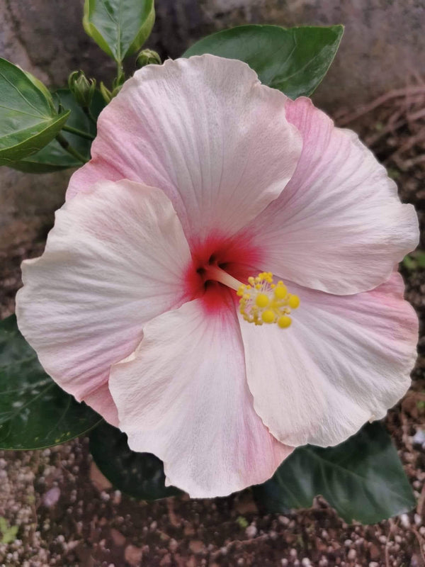 Hibiscus Hawaiian Local 17