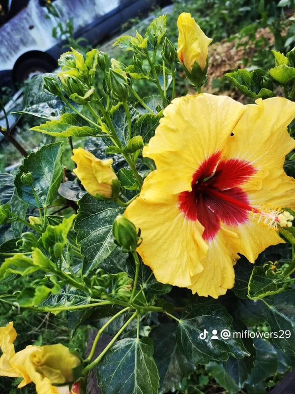 Hibiscus Hawaiian Local 19