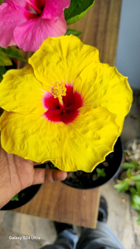 Hibiscus Hawaiian Local 2