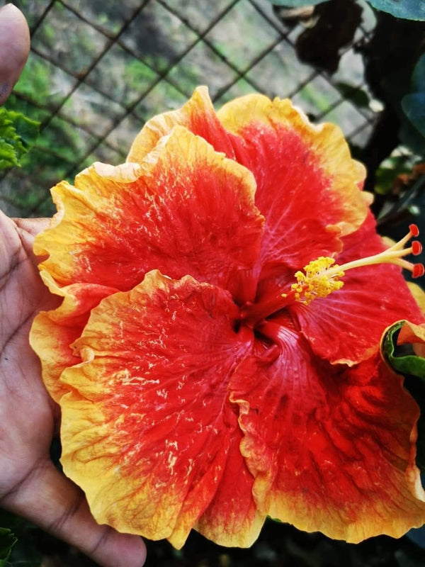 Hibiscus Hawaiian Local 3
