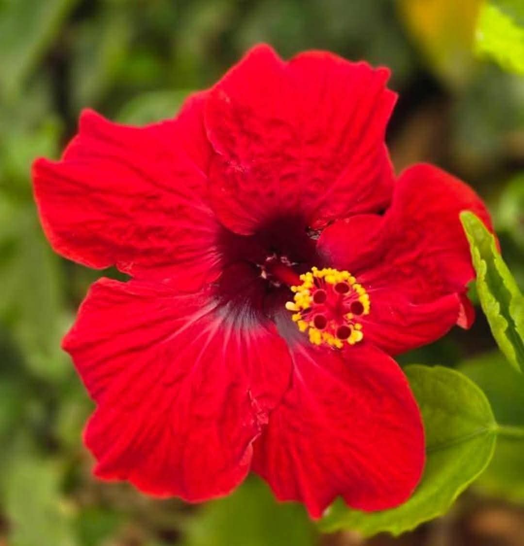 Hibiscus Hawaiian Imported 21