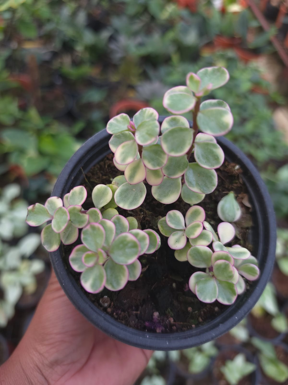 Variegated Jade plant