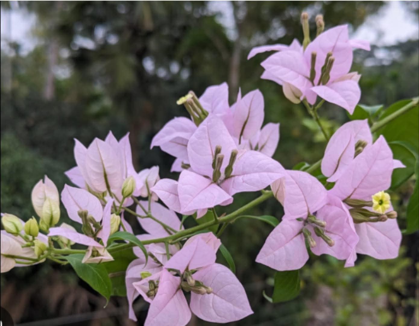 Light Purple Bougainvillea