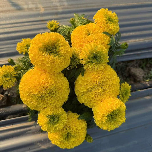 Yellow Marigold 96