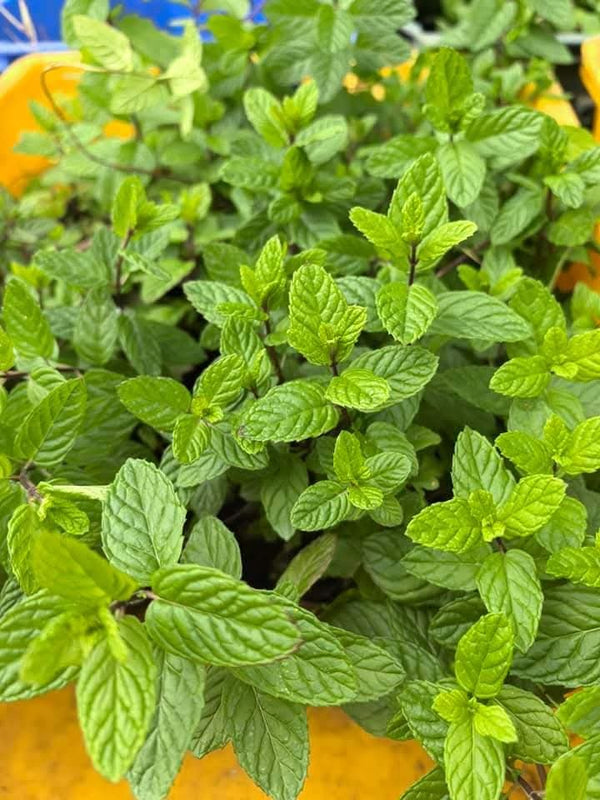 Potted Menthe