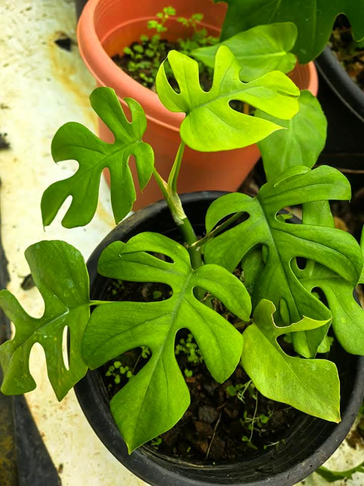 Monstera Tetrasperma Local Variety