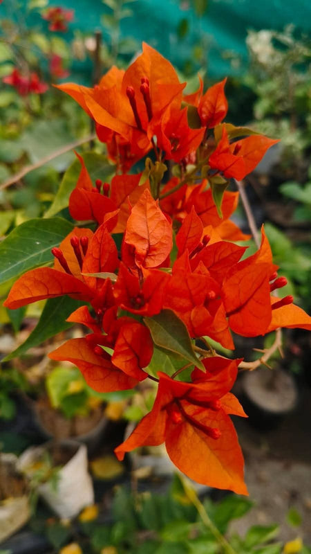 Orange Bougainvillea 5
