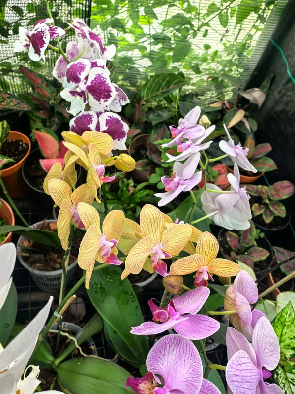 Orchid Light Brown