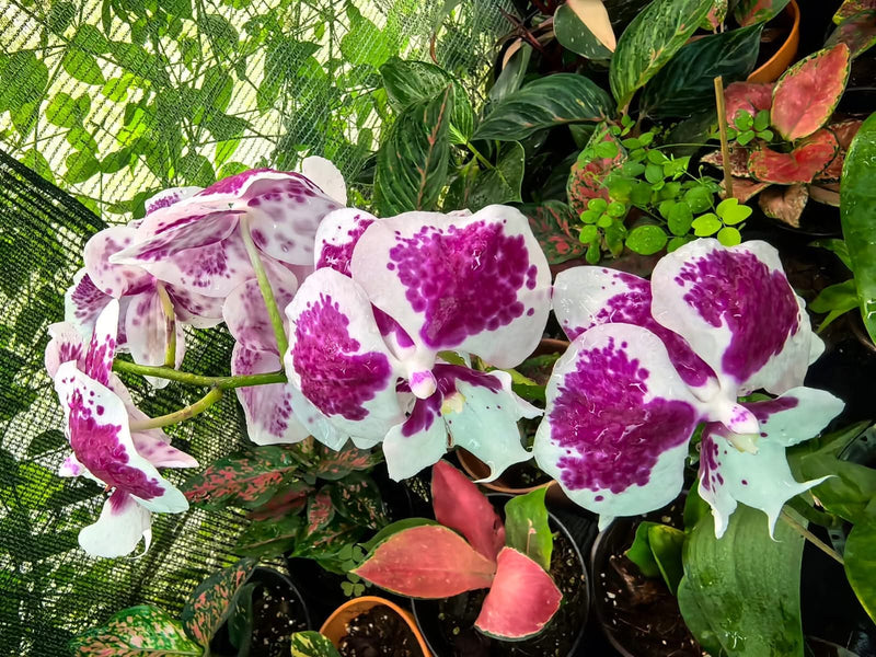 Orchid White Purple