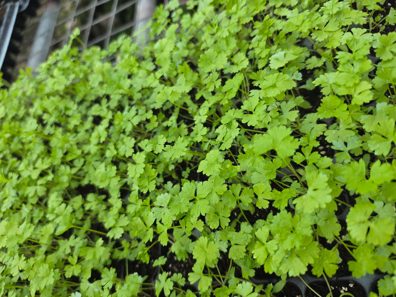 Persil Frisée
