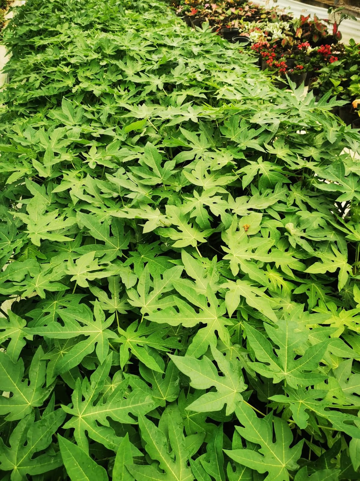 Red Lady Papaya Plant 2