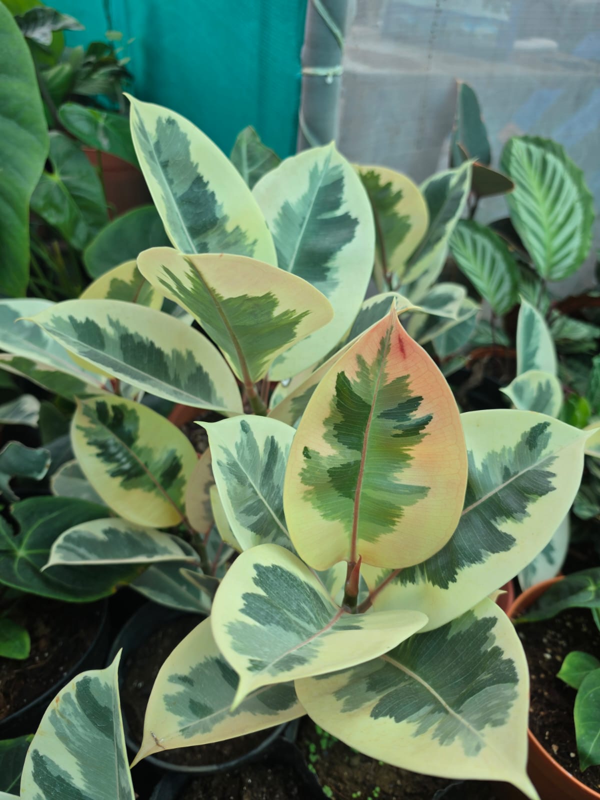 Rubber Plant Ruby