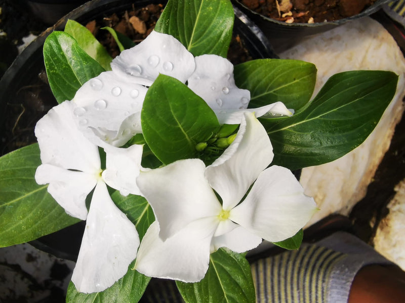 Vinca Filante 164
