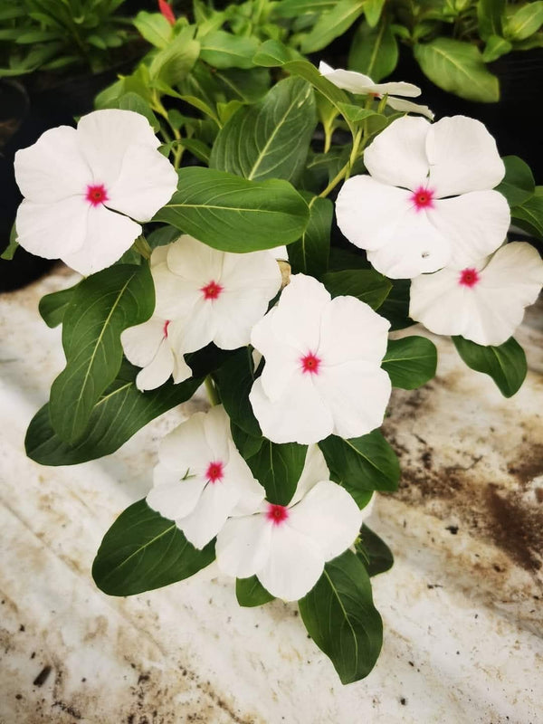 Vinca Filante 178