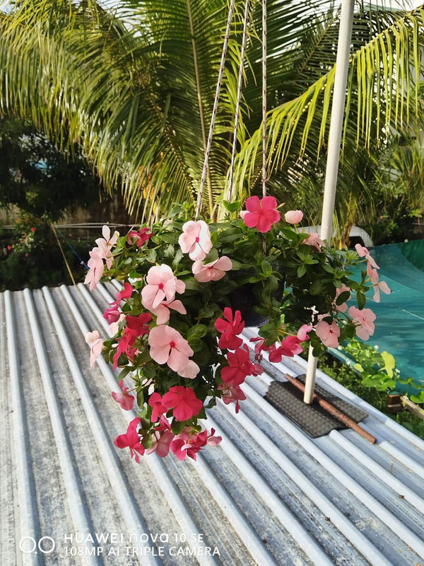 Vinca Filante 184