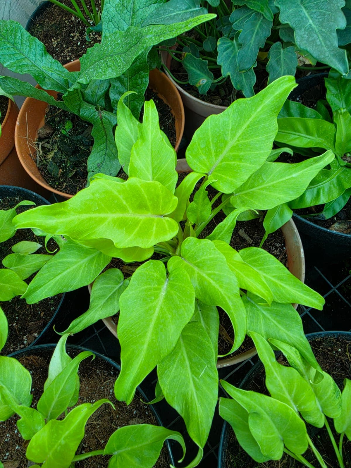 Xanadu Dwarf Lime