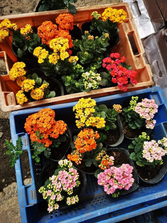 Kalanchoe White β view 2