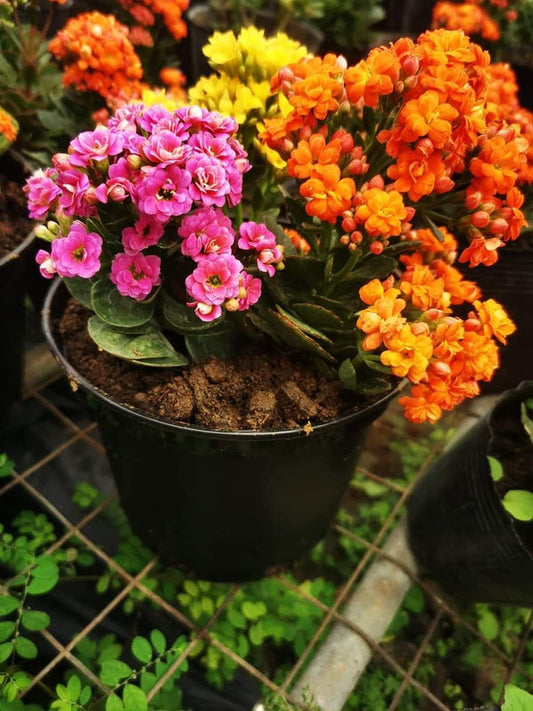 Kalanchoe Pink Flowers β view 2