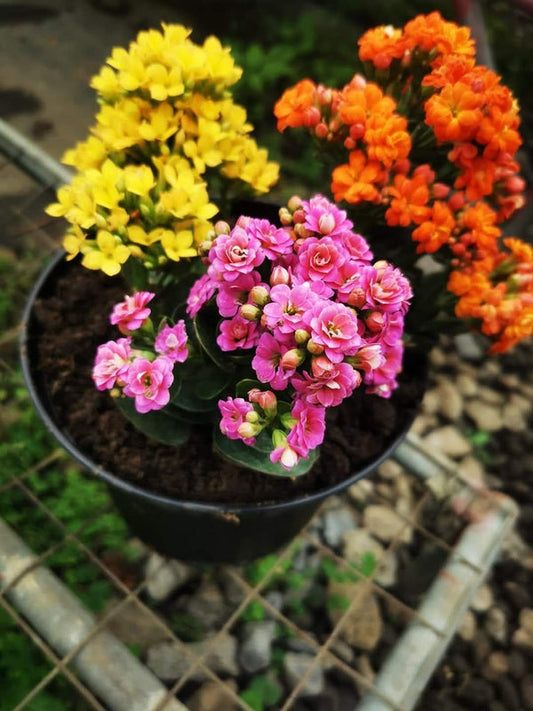 Kalanchoe Yellowish β view 2