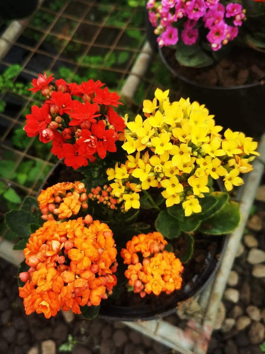 Kalanchoe Pink β view 2