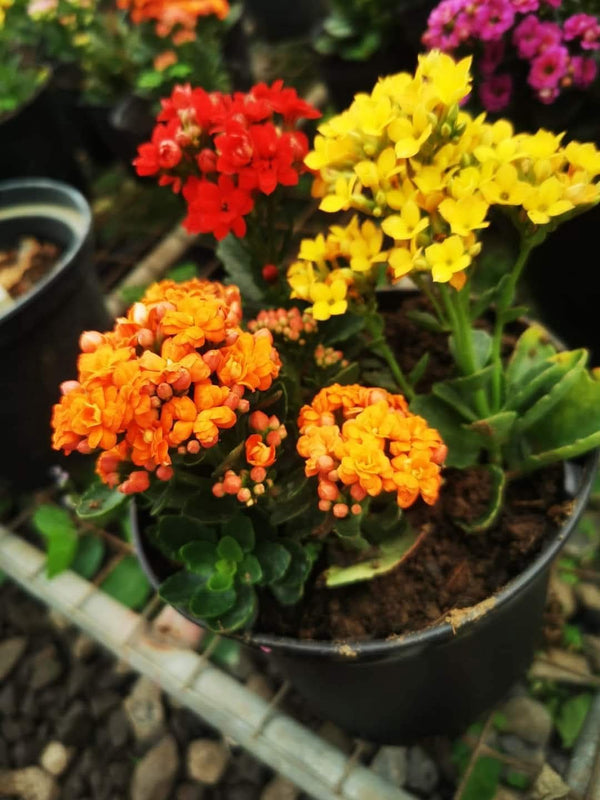 Kalanchoe Pink β view 3