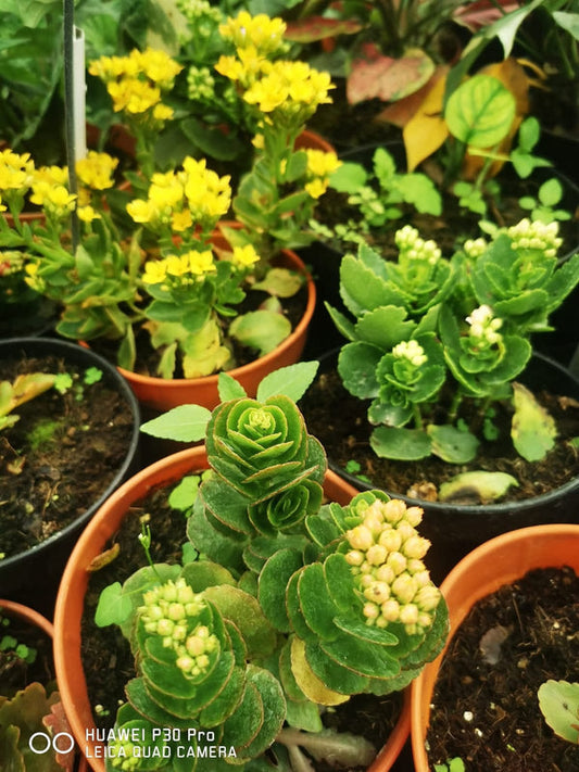 Kalanchoe Pink Varieties β view 2