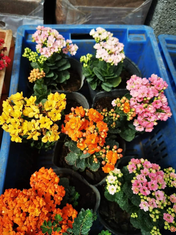 Kalanchoe White β view 3