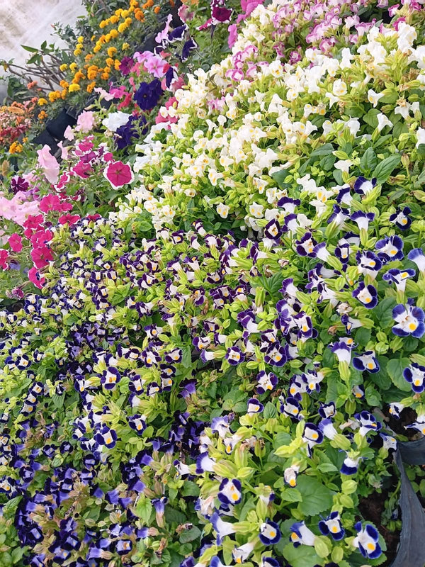 Torenia Mixed Garden
