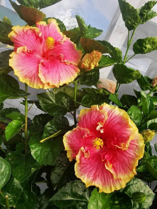 Outdoor Plants