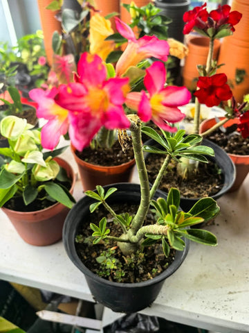 Products – Mi Flowers Online