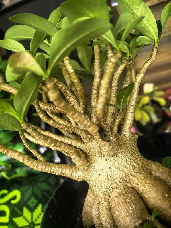 Adenium Arabicum