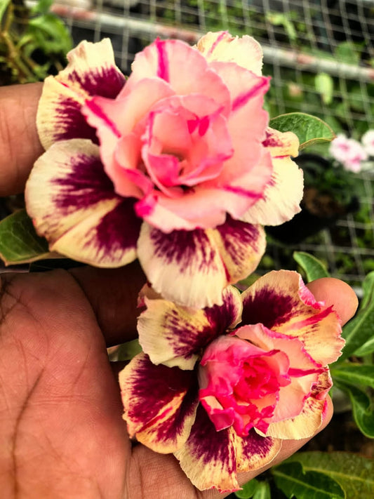 Adenium Crème and Pink