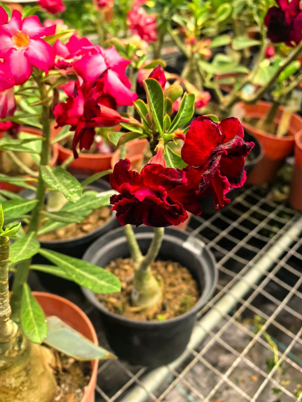 Adenium Red