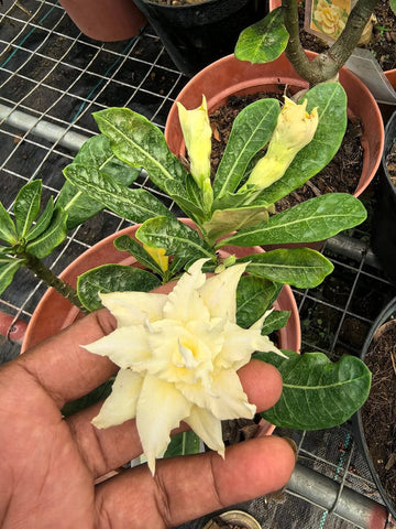 Products – Mi Flowers Online