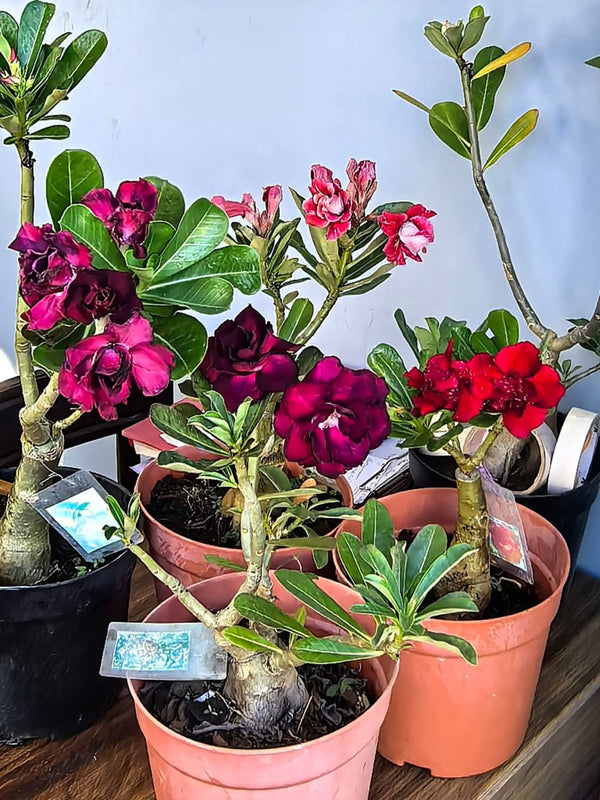 Adenium Dark Red