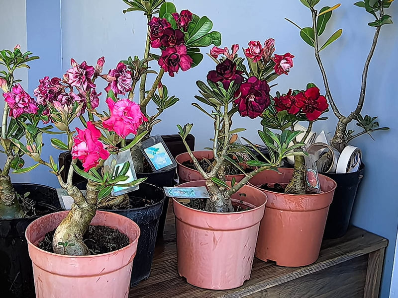 Adenium pots