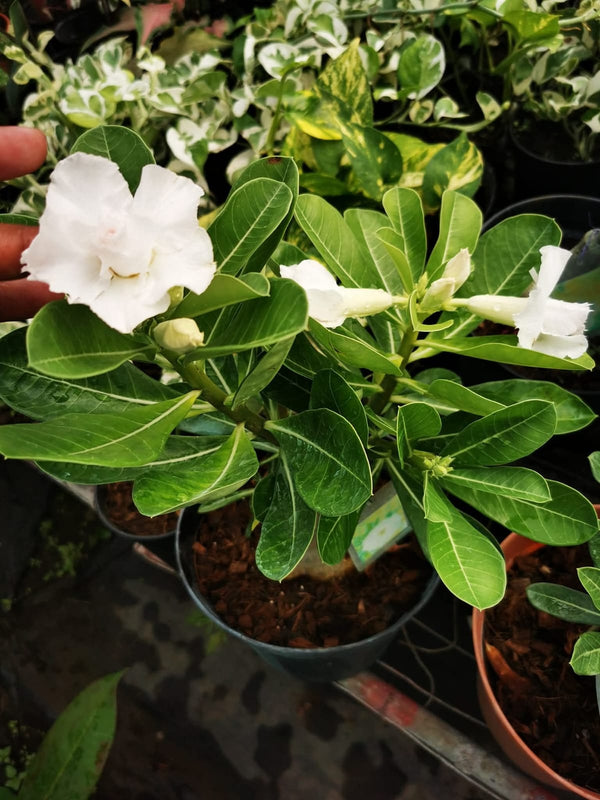 Products – Mi Flowers Online