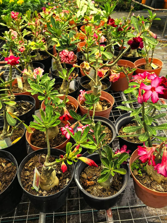 Adenium varieties