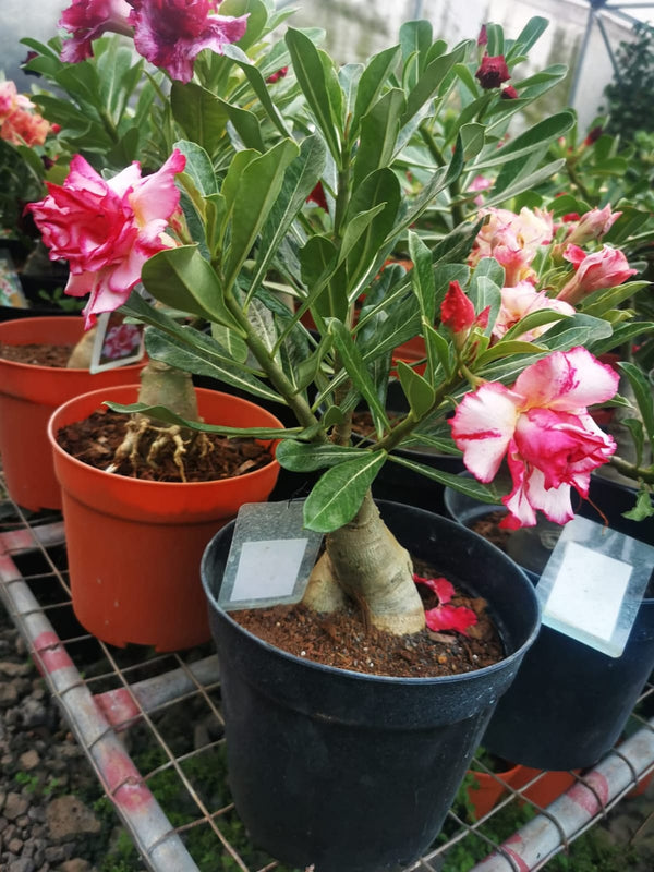 Adenium White Pink